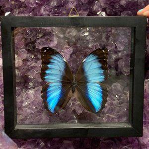 Single Morpho Achilles Butterfly in Frame, Preserved Butterfly, Boho Art, Oddity